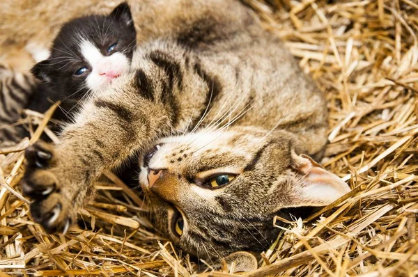 わらの上に横たわる納屋の若い猫のイメージ — ストック写真