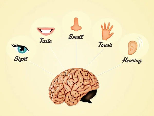 つの感覚のイラスト — ストック写真