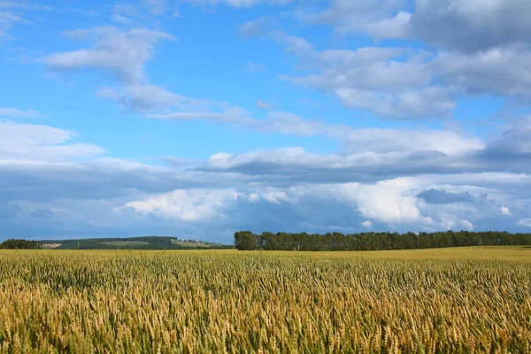 Wheaten Sätter Bakgrund Skyen Dag Tiden — Stockfoto