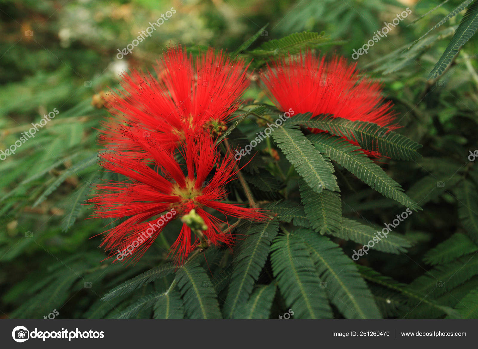 Flowers Acacia Albizzia Julibrissin Stock Photo Image By C Yayimages Flowers Acacia Albizzia Julibrissin Stock Photo Image By C Yayimages