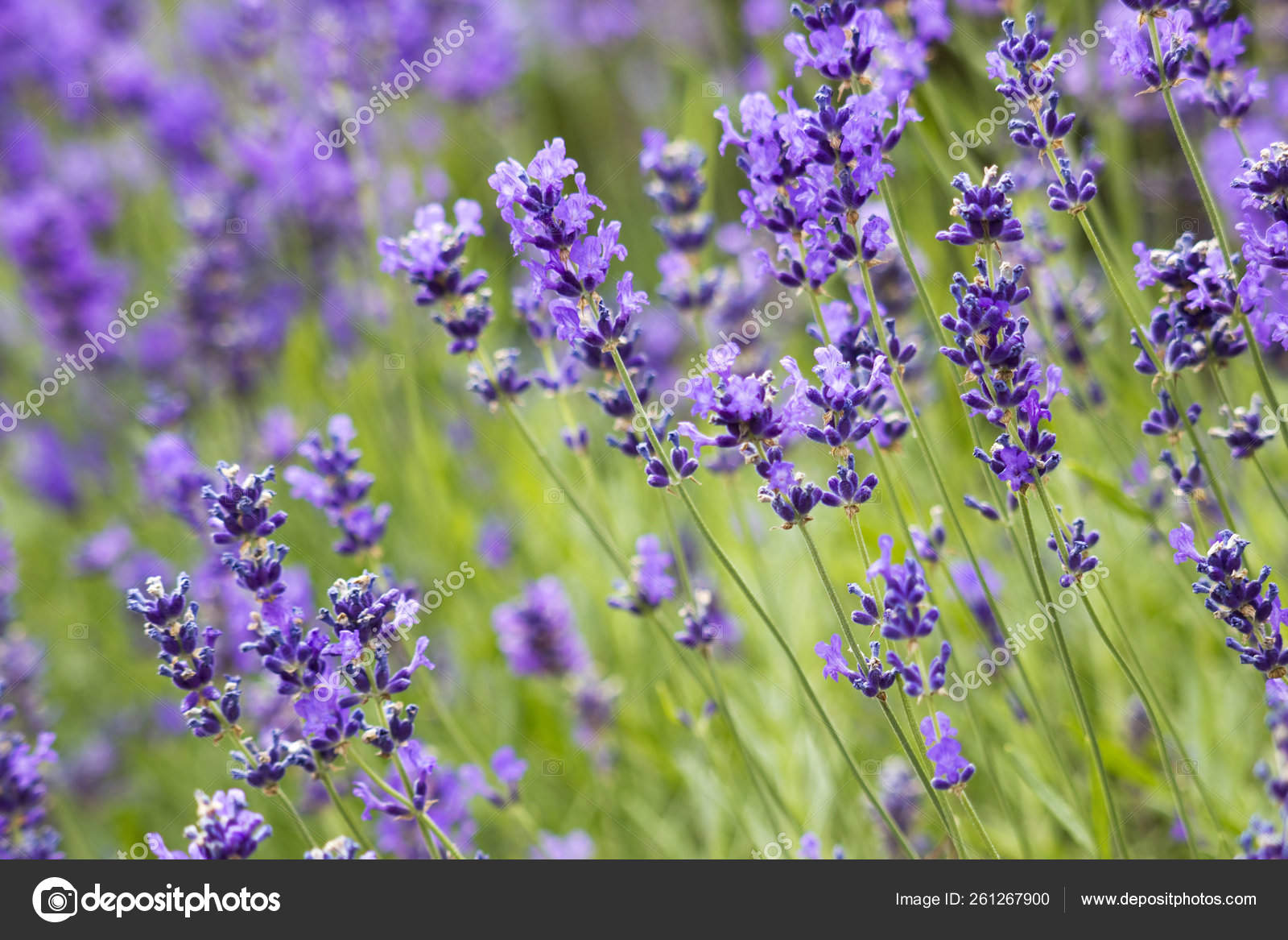 Beautiful Bright Lavender Flowers Stock Photo Image By C Yayimages 261267900