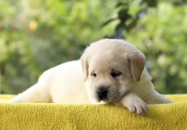 Pequeno Bonito Amarelo Labrador Filhote Cachorro Que Coloca Fundo Amarelo — Fotografia de Stock