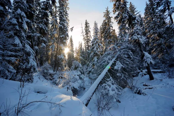 Árboles Cubiertos Nieve Bosque Invierno Series Naturaleza — Foto de Stock