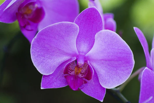 Beautiful Purple Orchid Phalaenopsis — Stock Photo, Image