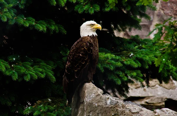 Aigle Blanc Grave Sur Rocher Dans Les Arbres — Photo