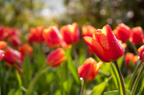 Червоних Тюльпанів Сонячному Світлі Галявині — стокове фото