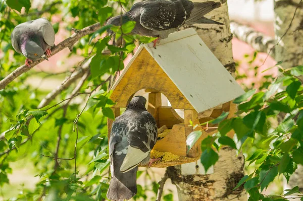 Birds Feeding Trough Attached Birch Forest Park — Stock Photo, Image