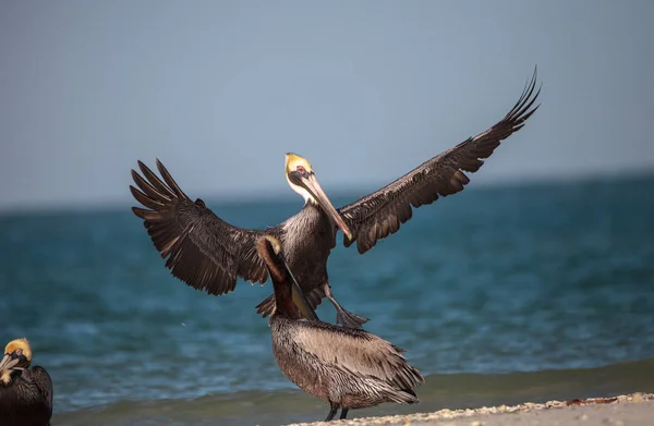 Pelecanus Occidentalis Pájaro Pelícano Marrón Nadando Volando Alrededor Clam Pass — Foto de Stock