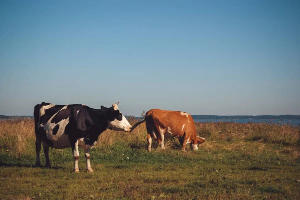 Корови Пасуться Зеленому Лузі Сонячний День — стокове фото