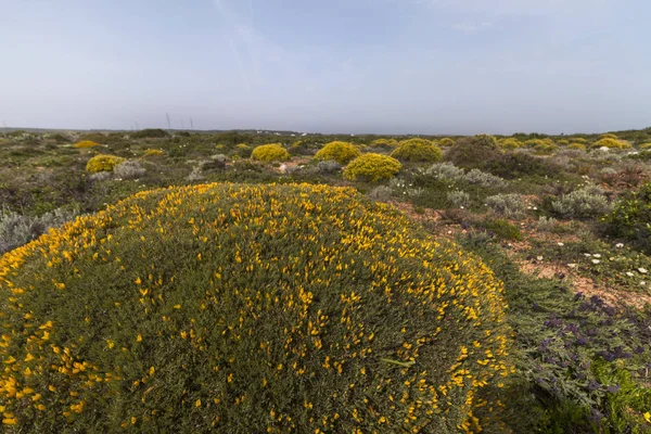 Paysage Typique Magnifique Avec Des Arbustes Ulex Densus Sur Région — Photo