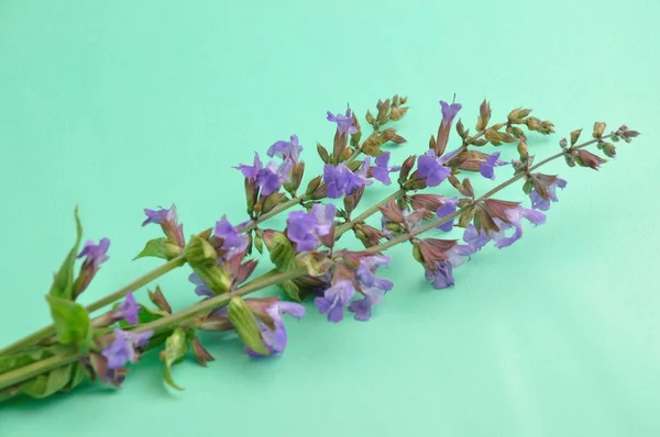 Primer Plano Las Flores Salvia — Foto de Stock