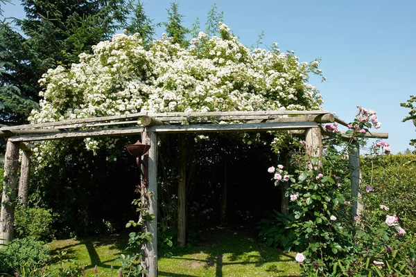 Pergola Pavilon Egy Szép Virágzó Kert Tele Zöld Növények Virágok — Stock Fotó