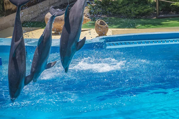 stock image Dolphins jumping high in the air and it looks like they are flying. All the photos are shot July 25, 2013