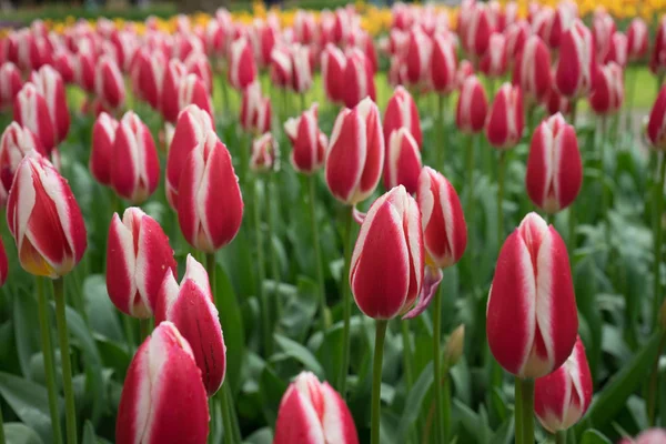 春天的一天 美丽的五彩缤纷的郁金香绽放 背景美丽 — 图库照片