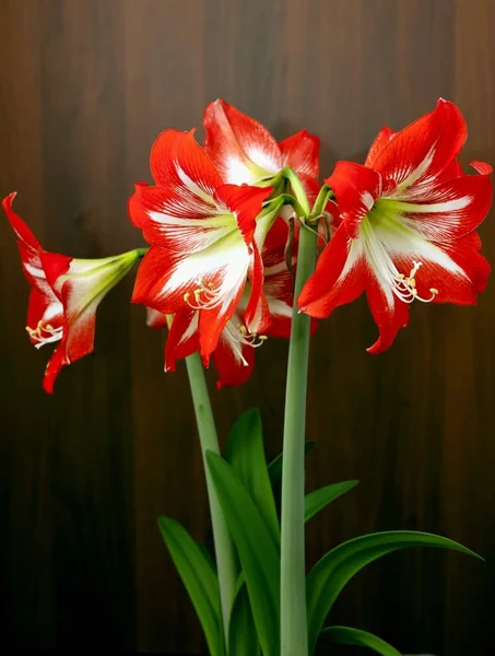 Red Flowers Latin Name Amaryllis Hippeastrumon Light Dark Background — Stock Photo, Image