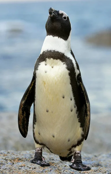 Spacery Afrykańskiego Pingwina Spheniscus Demersus Boulders Republika Południowej Afryki — Zdjęcie stockowe
