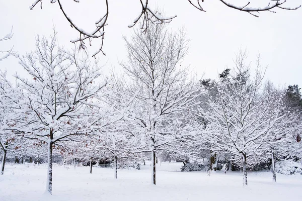 Beautiful View Grove Park Harborne Covered Snow — Stock Photo, Image