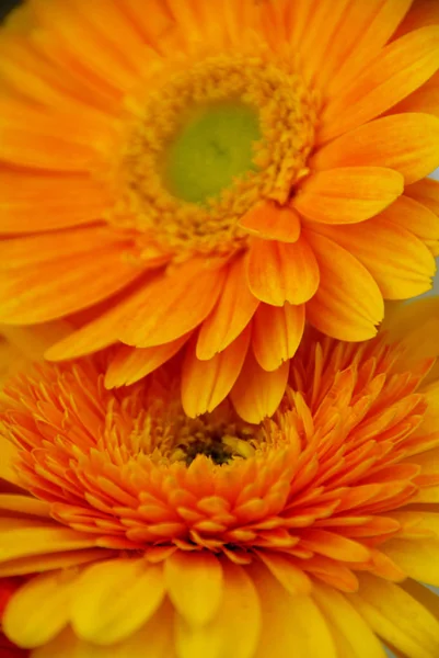 Paar Gelbe Gerbera Gänseblümchen — Stockfoto