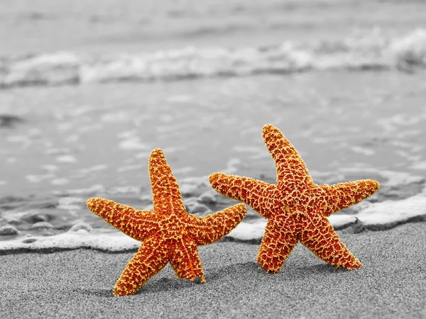 Twee Oranje Zeesterren Tegen Een Zwarte Witte Kustlijn — Stockfoto