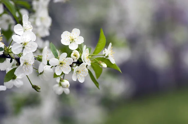 Fleur Cerisier Gros Plan Sur Fond Naturel — Photo