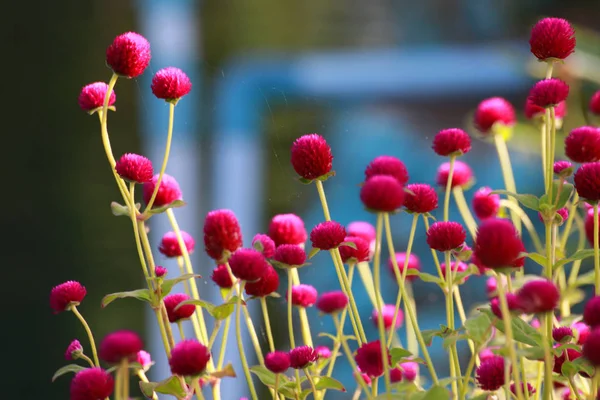 Globe Amaranth Egyre Közelében Gyalogút — Stock Fotó