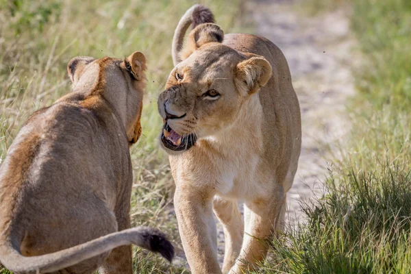 Two Lions Having Little Argument Chobe National Park Botswana — Stock Photo, Image
