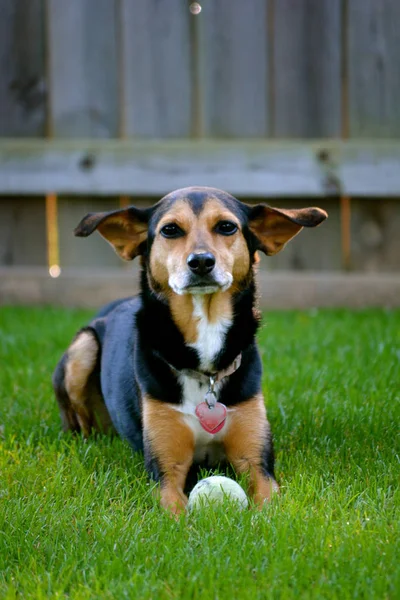 Min pin hotsell beagle mix