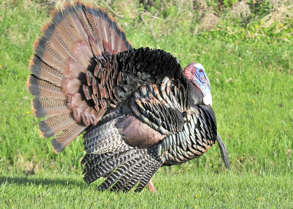 Strutting Macho Pavo Salvaje Que Muestra Temporada Apareamiento Primavera — Foto de Stock