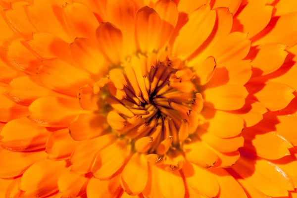 Ein Super Makrobild Das Details Von Blütenblättern Auf Einer Blume — Stockfoto