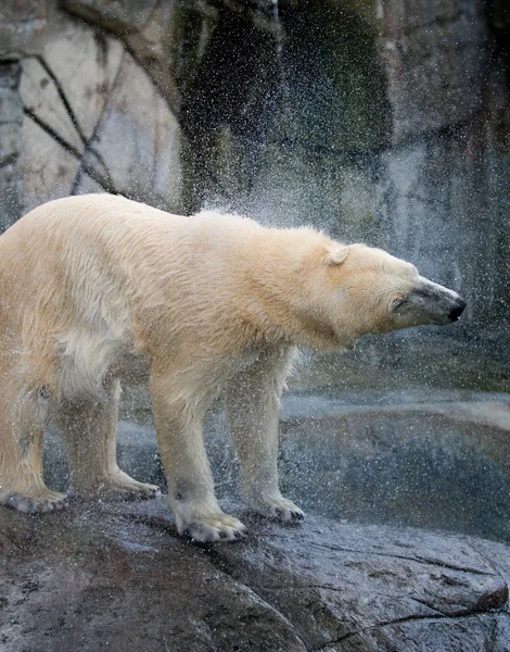 Orso Polare Che Scuote Acqua Dalla Pelliccia Visto Nello Zoo — Foto Stock