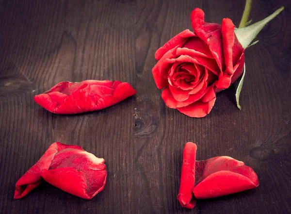 Rosa Roja Con Pétalos Madera Vieja Estilo Antiguo Día San —  Fotos de Stock