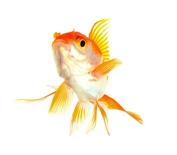 Goldfische Isolation Auf Der Weißen Seite — Stockfoto