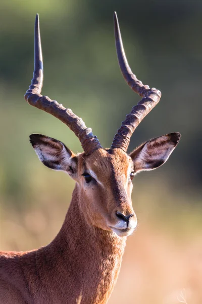 Cabeça Foto Alerta Impala Buck Masculino Características Faciais Detalhadas Chifres — Fotografia de Stock