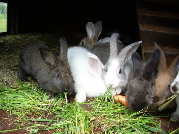 Conejos Aire Libre Enfoque Selectivo —  Fotos de Stock