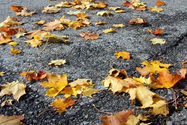 Πεσμένα Φύλλα Σφενδάμου Στο Πεζοδρόμιο Φθινόπωρο Επιλεκτική Εστίαση — Φωτογραφία Αρχείου