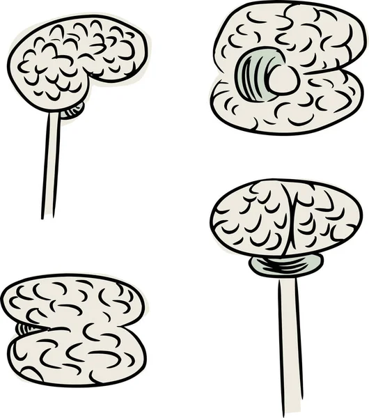 Doodle Cérebro Humano Quatro Pontos Vista Diferentes — Fotografia de Stock