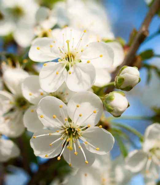 Cerisier Fleurs Mai — Photo