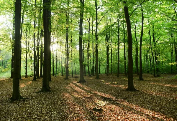 Hermosa Mañana Bosque Polonia — Foto de Stock