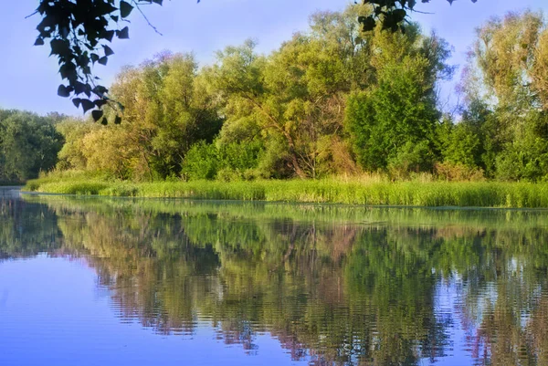 Řeka Lese Východní Evropa — Stock fotografie