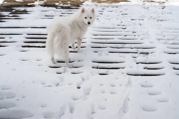 American Eskimo Puppy Stands Snow Wooden Deck — Stock Photo, Image