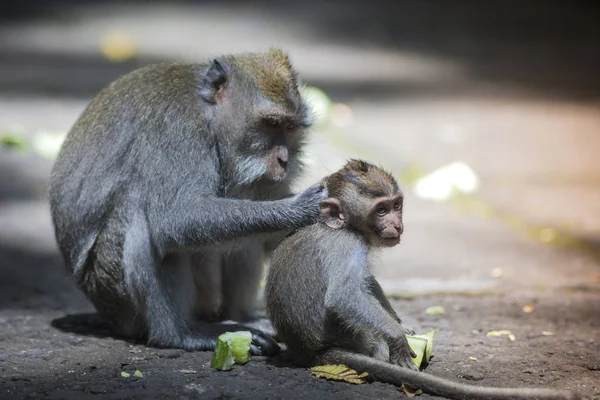 Hosszú Farkú Makákó Vele Csecsemő Szent Monkey Forest Ubud Bali — Stock Fotó