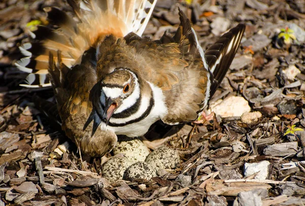 キルディア 小さな鳥 その翼を広げ 大きな音を立てることによって その巣を保護しています — ストック写真