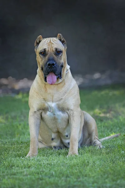 Ganzkörperaufnahme Eines Hellen Rehkitz Perro Presa Canario Das Auf Dem — Stockfoto