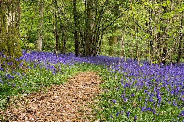 Bluebell Staffhurst Woods Vicino Oxted Surrey — Foto Stock