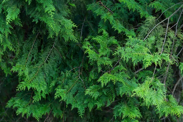Agulhas Plantas Verdes Papel Parede Abstrato — Fotografia de Stock
