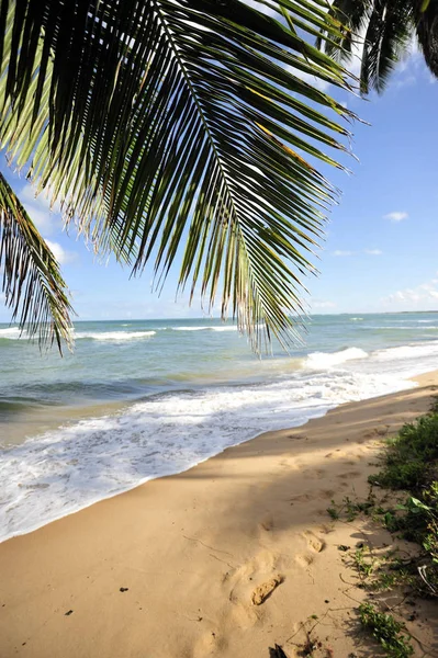 Praia Forte Salavador Bahia State Brazil — стокове фото