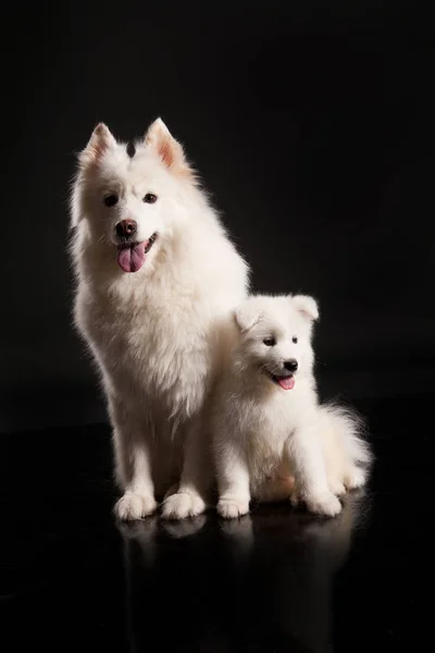 Vit Fluffiga Samojeder Svart Reflekterande Studio Bakgrund — Stockfoto