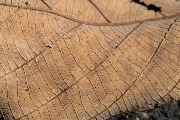 床に茶色の古い葉をクローズ アップ — ストック写真