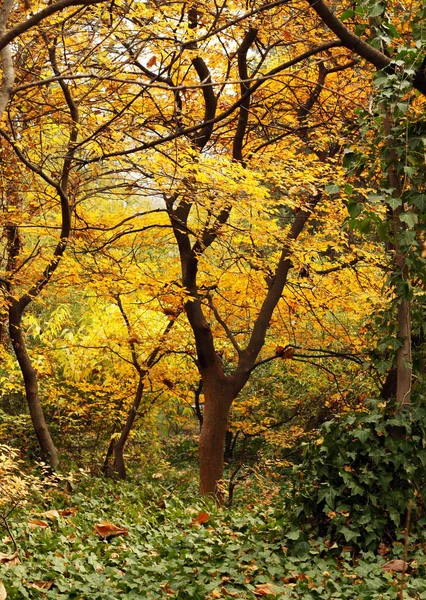 Sonbahar Zaman Parlak Sarı Yapraklar Üzerinde Ağaç Dalı — Stok fotoğraf