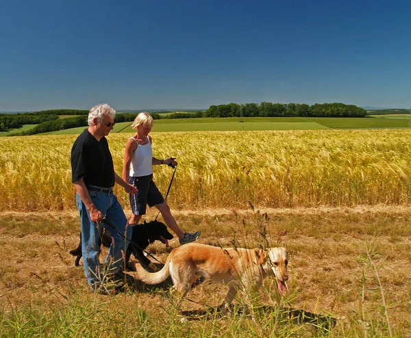 Äldre Gift Par Tar Sina Hundar Promenad — Stockfoto